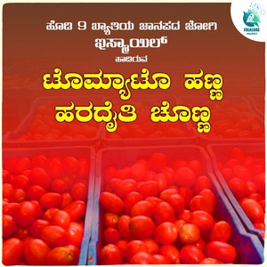 Tomato Hanna Haradaithi Chonna