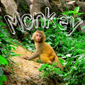 Monkey