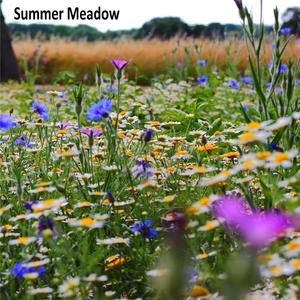 Summer Meadow