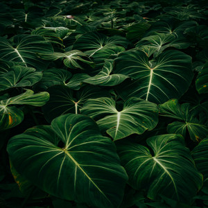 Unstoppable Greenery