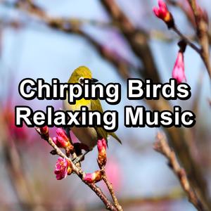 Chirping Birds Relaxing Music