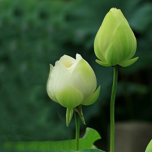 一花一世界（养生放松舒缓情绪-钢琴）封面
