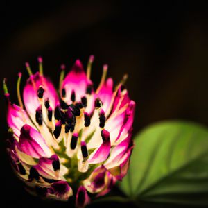 Silver Moonbeam Waltz