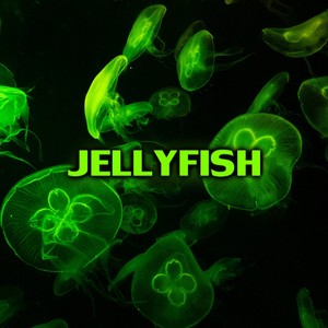 JELLYFISH (Explicit)