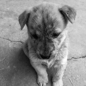 流浪的精灵没有家