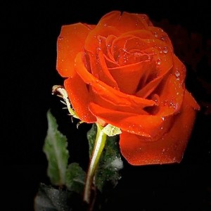 痴情玫瑰花 (DJ版)