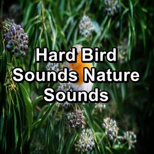 Hard Bird Sounds Nature Sounds