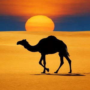 苦行的骆驼 (做不到大人说)