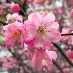 夏海洋 - 我喜欢景甜