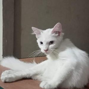 Suara Kucing Betina Sedang Birahi