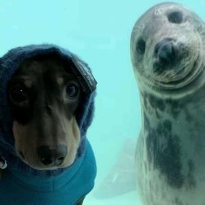 godzilla vs king kong hoodtrap (Explicit)