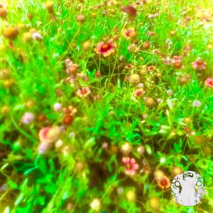 TOUCH THE SUN (Explicit)