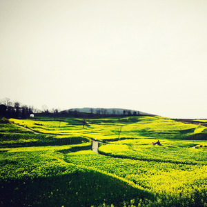 菜花笑里美故乡