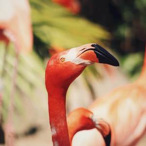 Flamingo (Explicit)