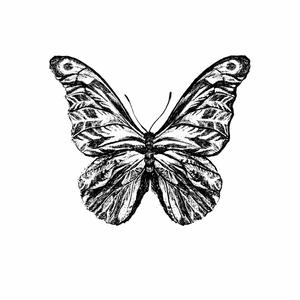 After the Cocoon (Explicit)