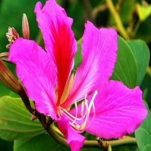 紫荆花又开 (Live)