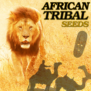 AFRICAN TRIBAL SEEDS
