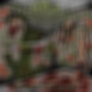 Terrifying Hordes of Chronic (feat. Ungraceful) (Explicit)