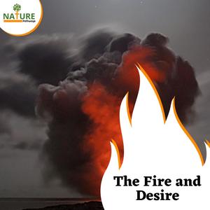 Golden Steady Campfire