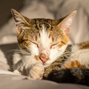 Tonos Pacíficos Para Gatos