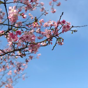 樱花飘来的方向