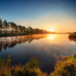 Floral Fog In The Distance