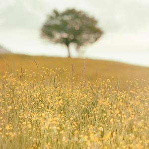 Reminiscence of Spring