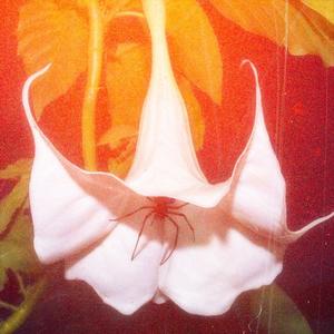 DVD (feat. Cxbyy) (Explicit)