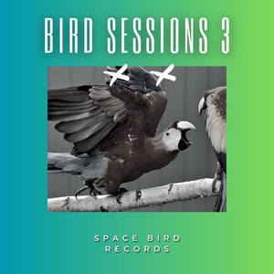 Bird Sessions 3