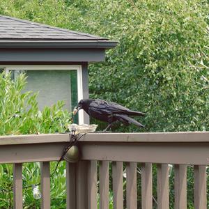 Feeding the Crows