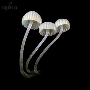 Mycena Media - Bogotá (Ambient Mix)