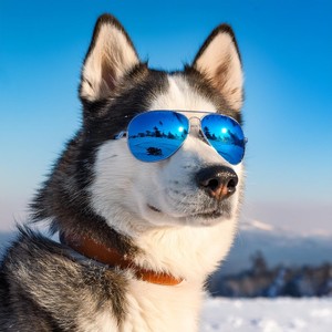 Melodías De Confort Para Caninos