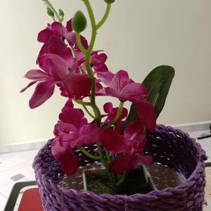 Rege Seharusnya Aku (Acoustic)