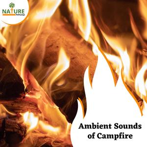 Ambient Sounds of Campfire