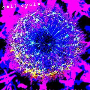 Cell Cycle