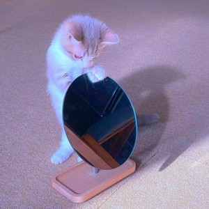 猫系女友封面