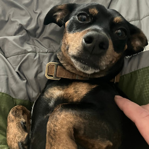 planned obsolescence