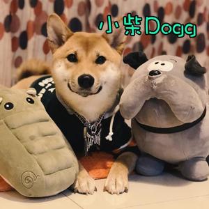 小柴Dogg
