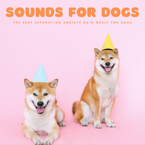 Sounds For Dogs: The Best Separation Anxiety Rain Music For Dogs