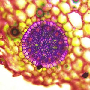 Fall Away (feat. Big Consequence) (Explicit)