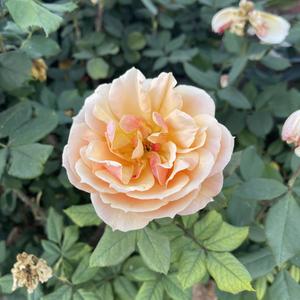 Thru da Rain (Explicit)