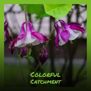 Colorful Catchment