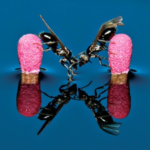 Welcome Honey(feat. Daniela Gesundheit)