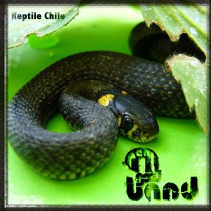 Reptile Chile