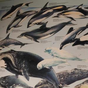 Justice!(feat. A.Leech)