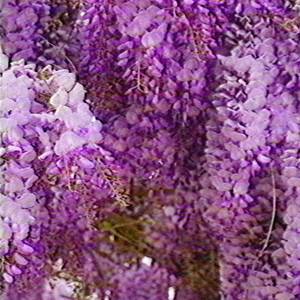Wisteria
