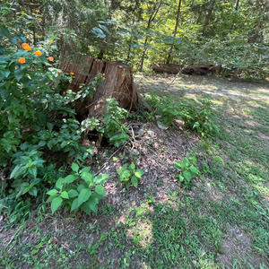 Whemsical (Explicit)