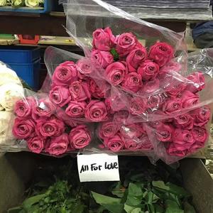 心引力 (女生合唱版)