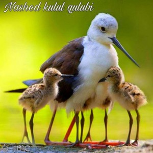 Nasheed kulul qulubi