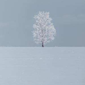 The Story Of The Buddha